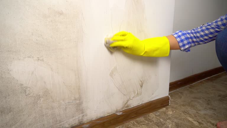 Best Mold Prevention Services  in Berea, KY