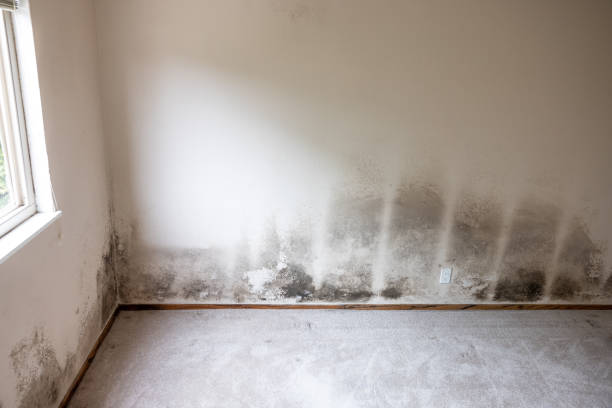Best Crawl Space Mold Remediation  in Berea, KY